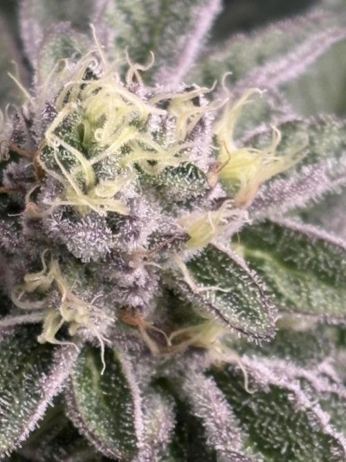 Rainbow Sherbert #11. Week 10