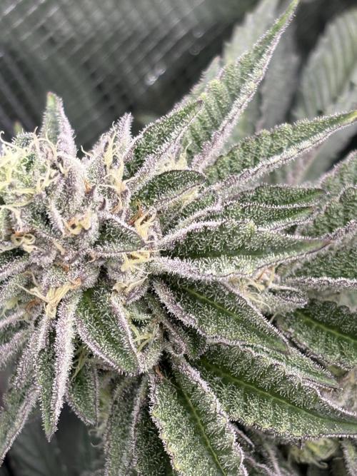 Rainbow Sherbert #11. Week 10