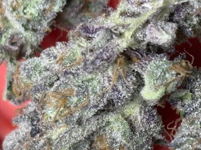Rainbow Sherbert #11. Week 11