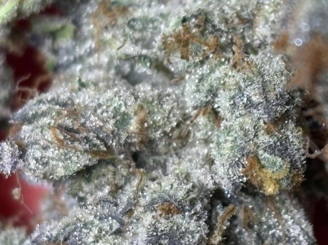Rainbow Sherbert #11. Week 11