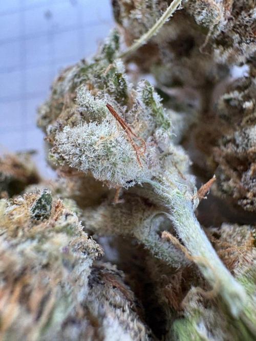 🍊 Mimozz – Glazed in Terps. Week 13