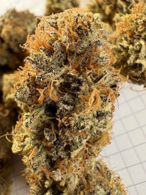🍊 Mimozz – Glazed in Terps. Week 13