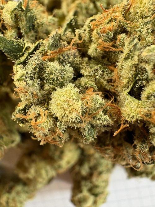 🍊 Mimozz – Glazed in Terps. Week 13