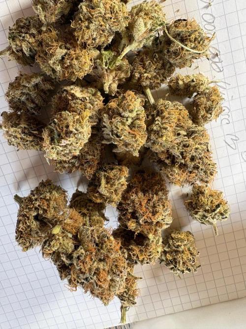 🍊 Mimozz – Glazed in Terps. Week 13