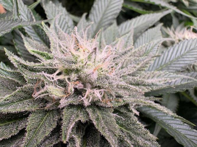 Project Lemon Orange: Zesty & Frosty. Week 9
