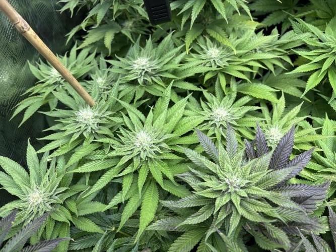 Project Lemon Orange: Zesty & Frosty. Week 8