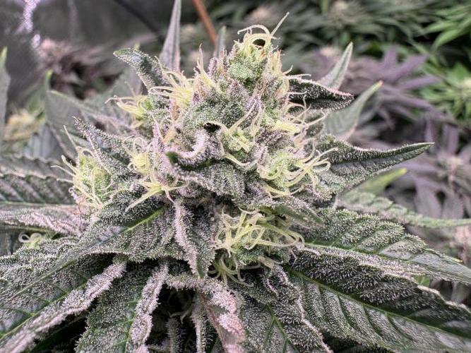 Lemon Orange. Week 9