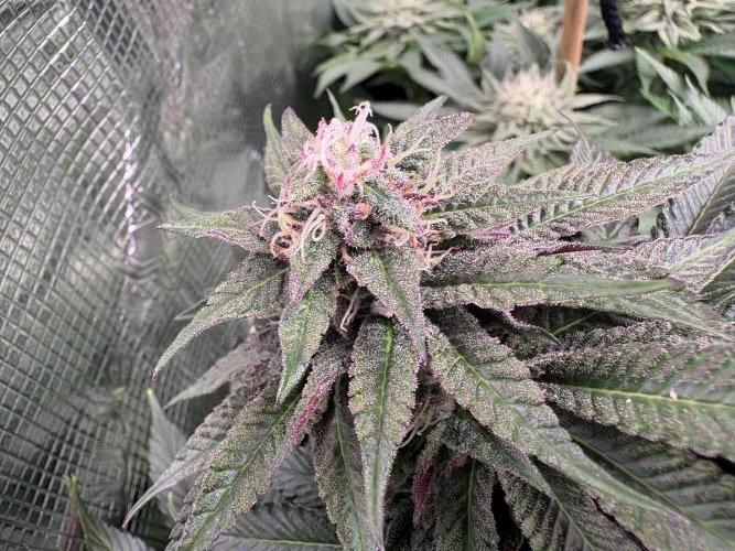 Project Lemon Orange: Zesty & Frosty. Week 9