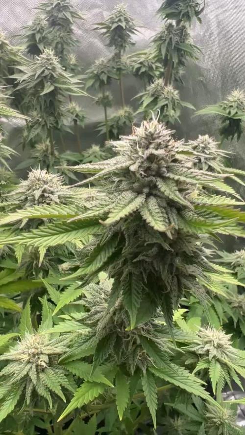 RQS Lemon Shining Silver Haze Organic Grow