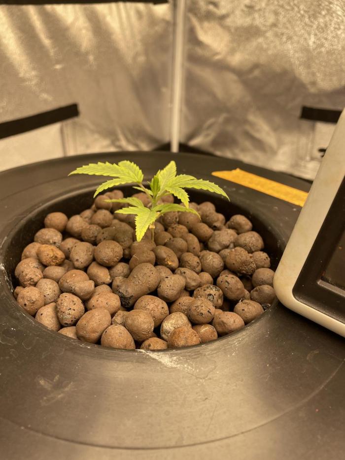 Liberty Haze. Week 1 - Roots touching water 
