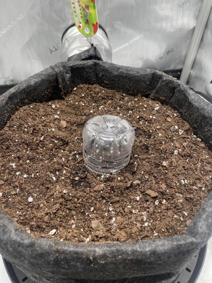 Green Crack Auto. Week 0