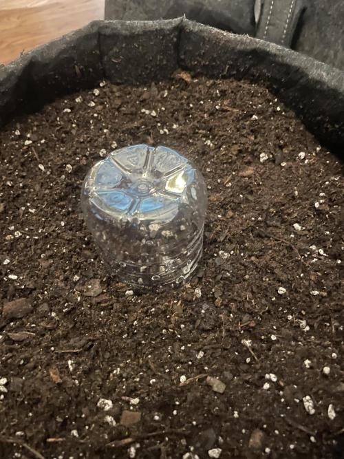 Green Crack Auto. Week 0