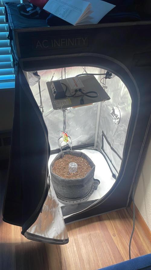 Green Crack Auto. Week 0