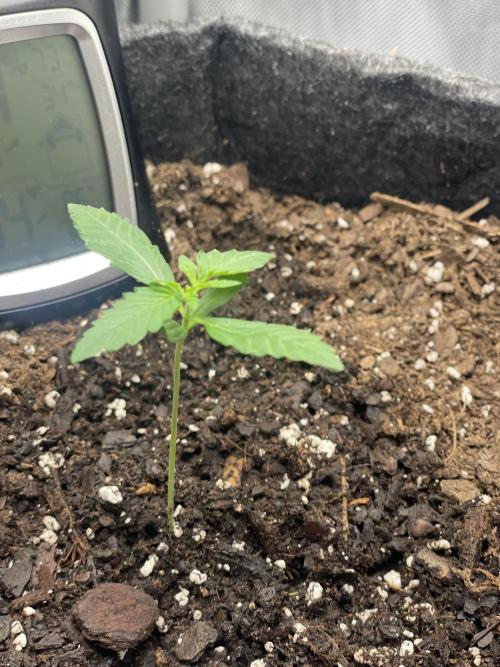Green Crack Auto. Week 2