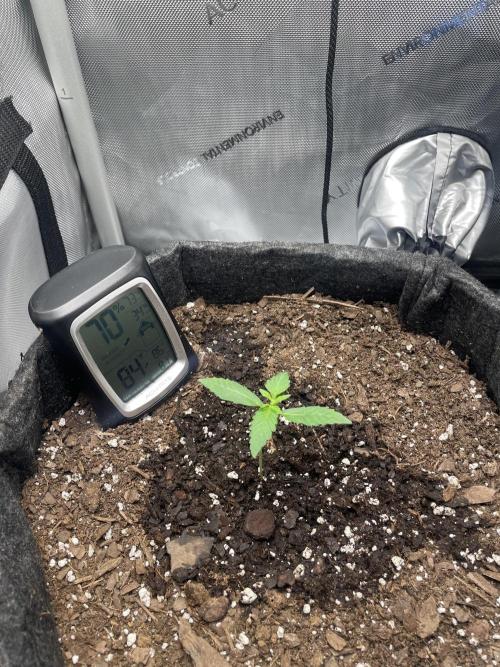 Green Crack Auto. Week 2
