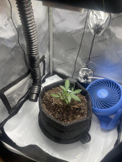 Green Crack Auto. Week 3 - Watering 2-3 days. 