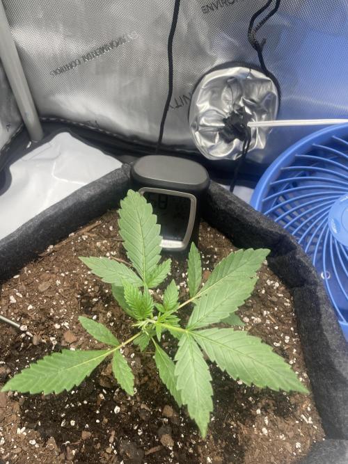 Green Crack Auto. Week 3 - Someone decided to slap the piss out of my baby. Suspect below. 