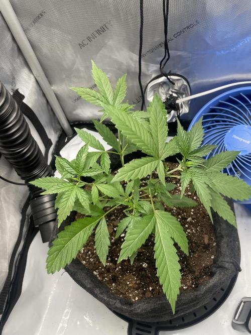 Green Crack Auto. Week 4