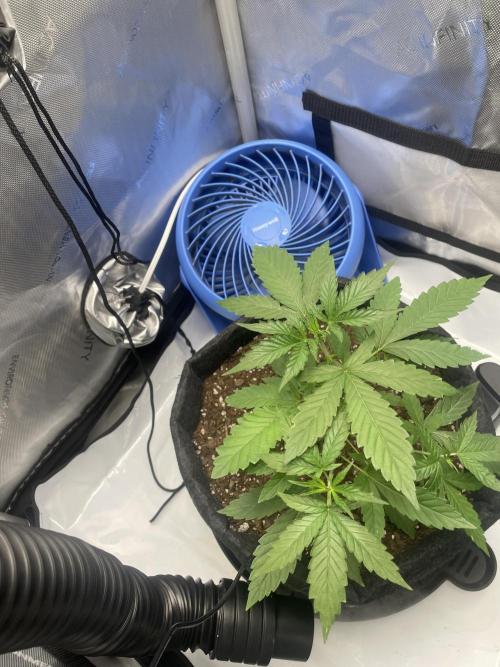 Green Crack Auto. Week 4