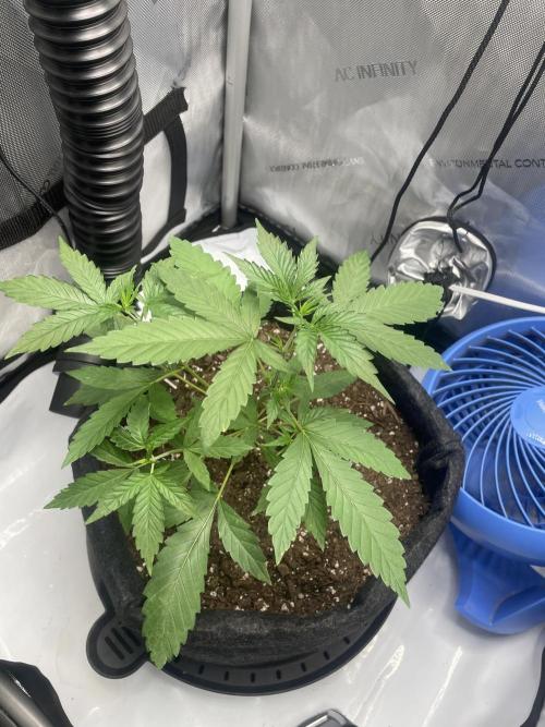Green Crack Auto. Week 4