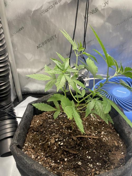 Green Crack Auto. Week 5