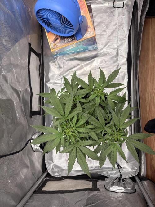 Green Crack Auto. Week 6