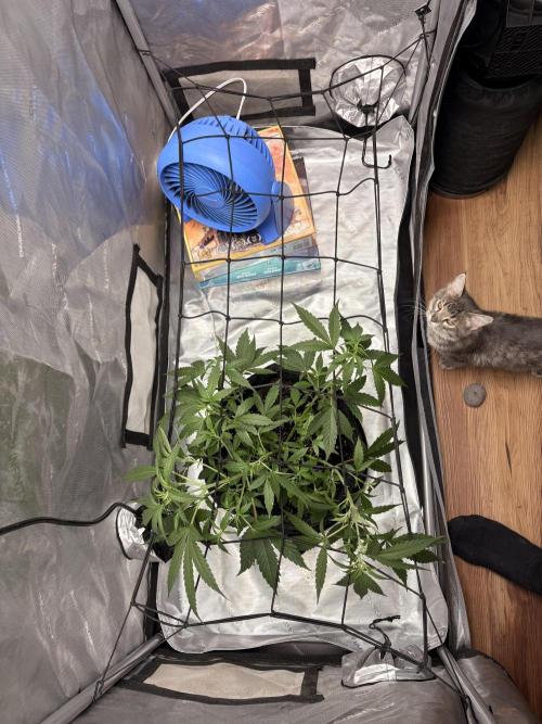 Green Crack Auto. Week 6