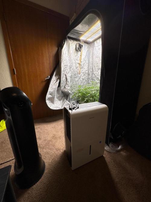 Green Crack Auto. Week 8 - Pelonis Dehumidifier