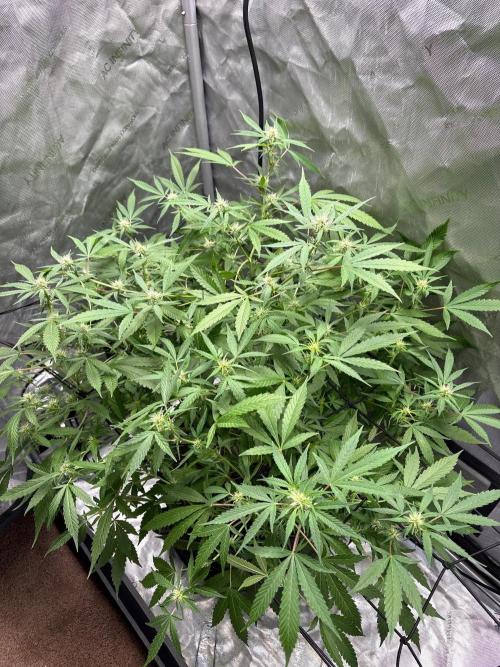 Green Crack Auto. Week 8