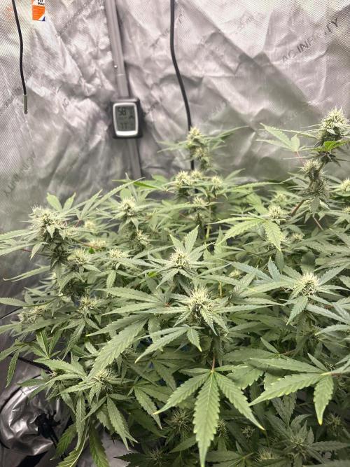 Green Crack Auto. Week 9