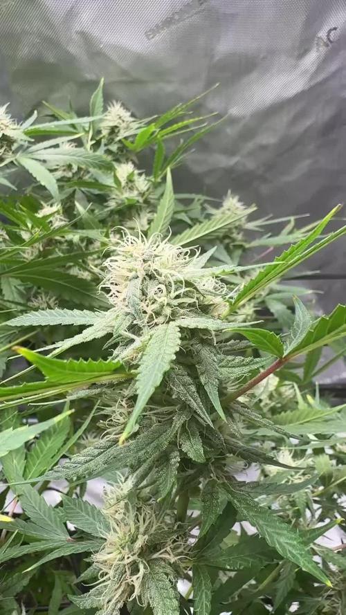 Green Crack Auto