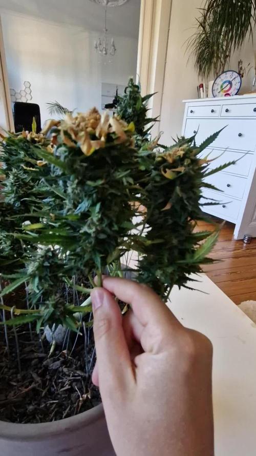 Do-Si-Dos Auto (RQS) Mini tent-60 W