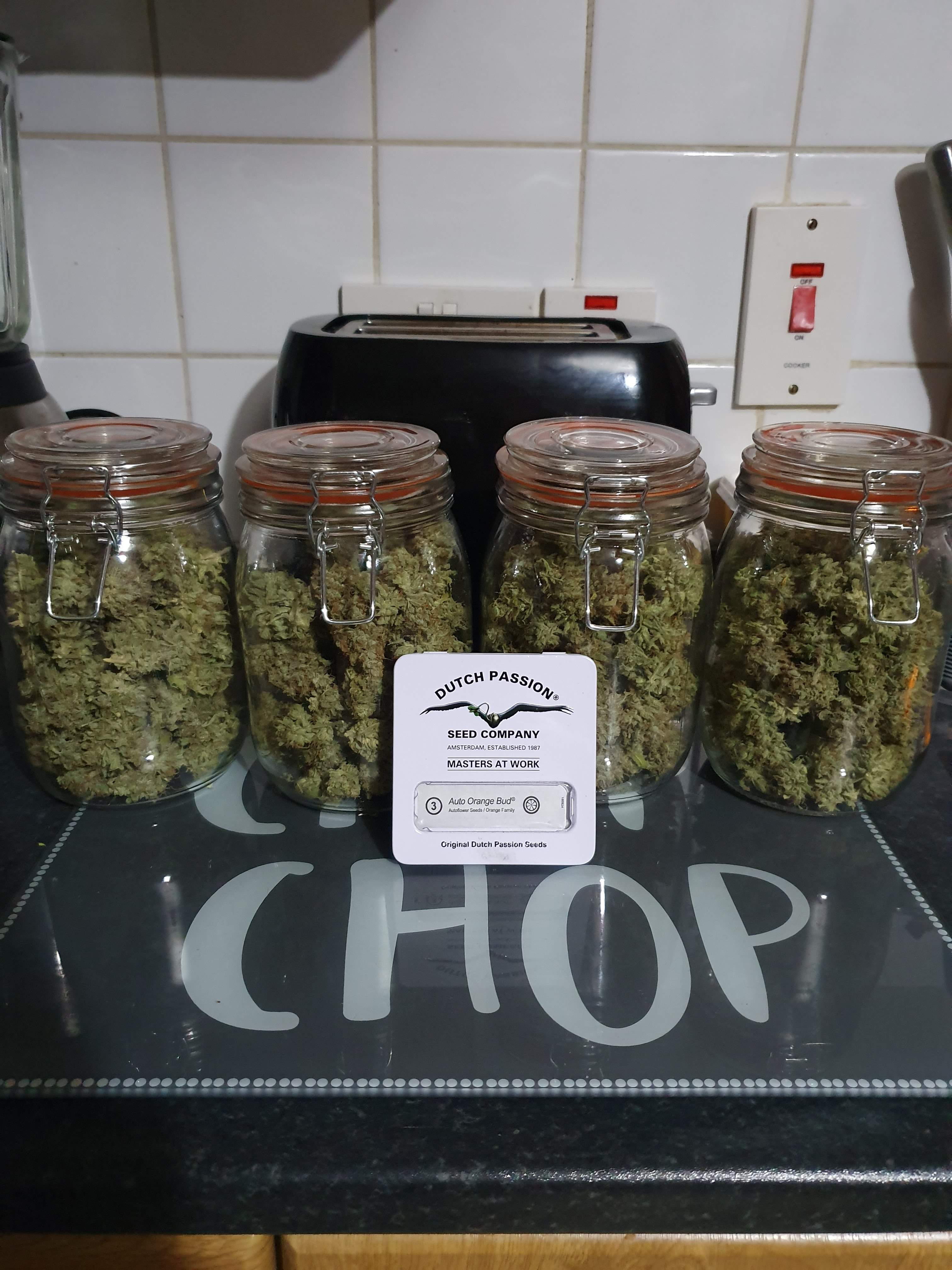 Dutch Passion Auto Orange Bud grow diary (journal) harvest11 by Grow420