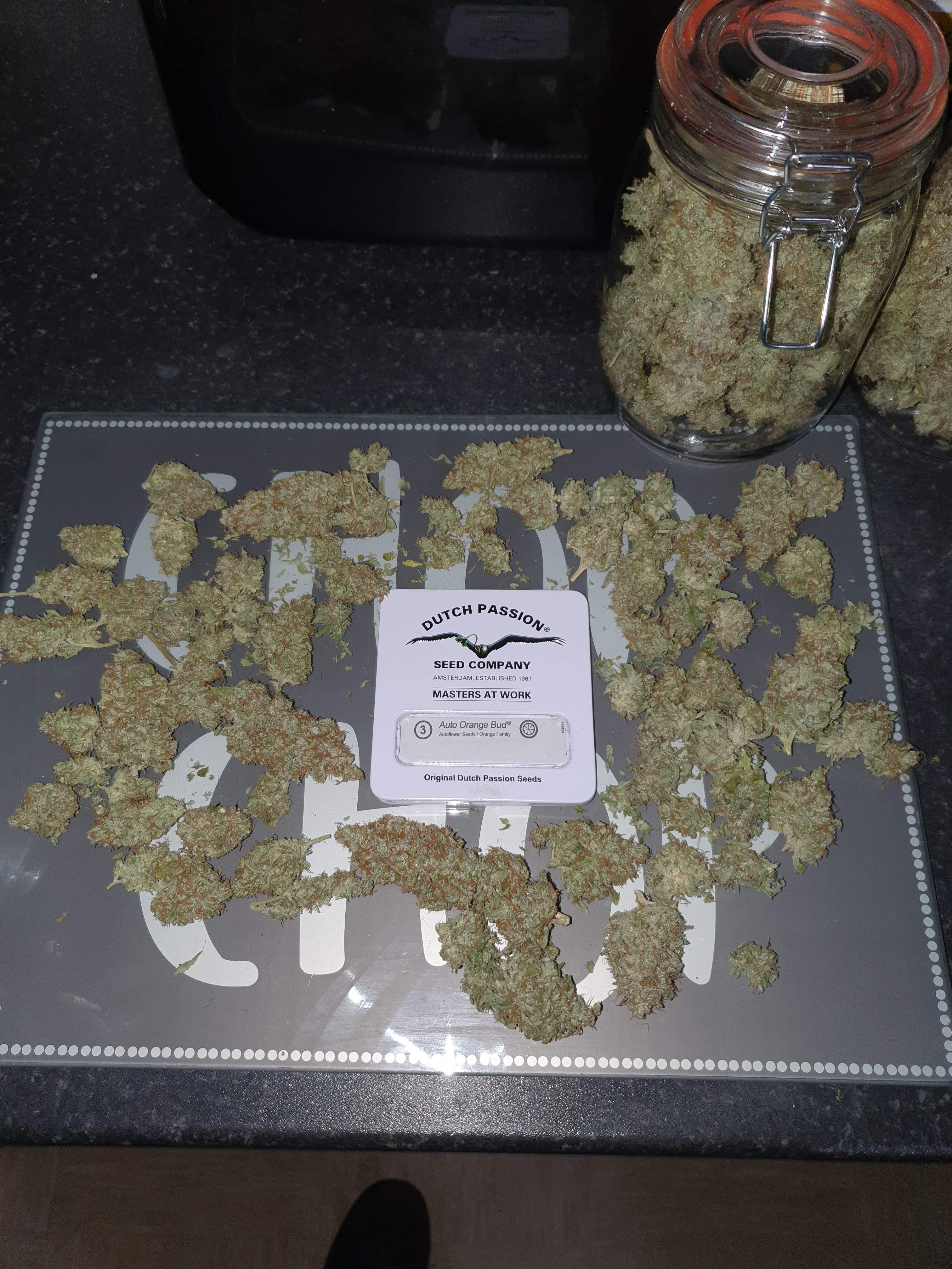 Dutch Passion Auto Orange Bud grow diary (journal) harvest11 by Grow420