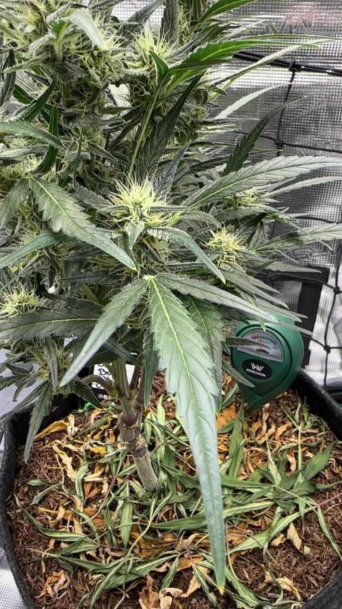 Super Boof Auto FastBuds42
