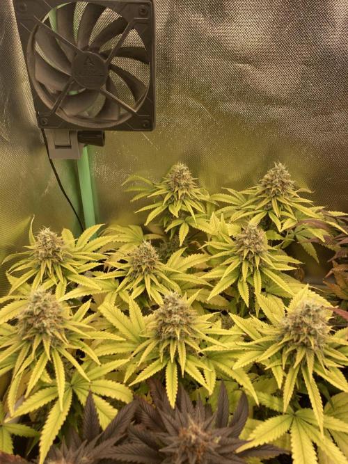 Original Oreoz single plant. Week 14