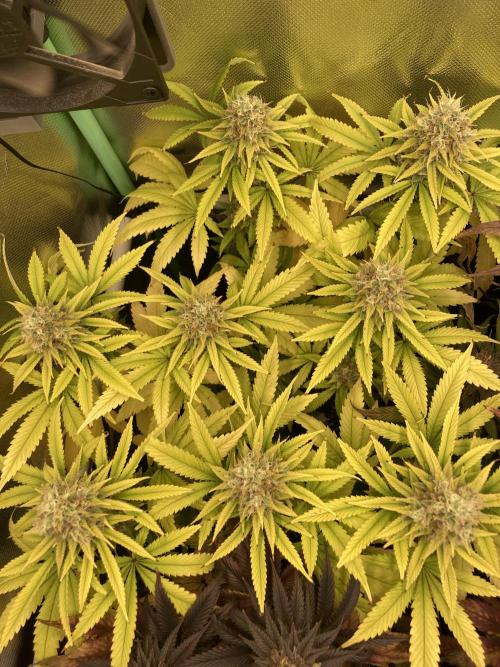 Original Oreoz single plant. Week 14