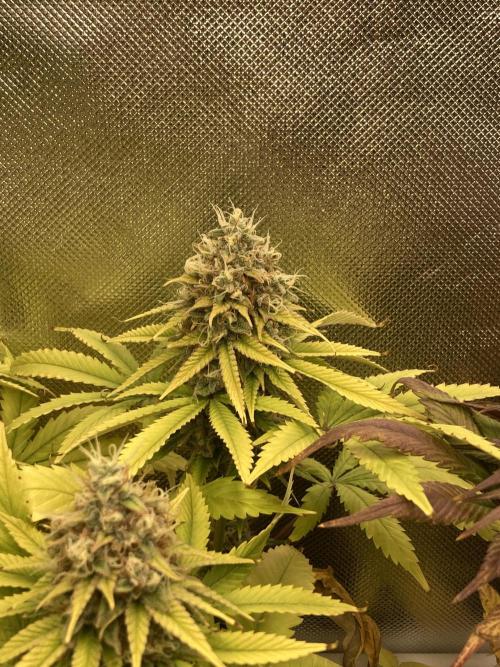 Original Oreoz single plant. Week 14