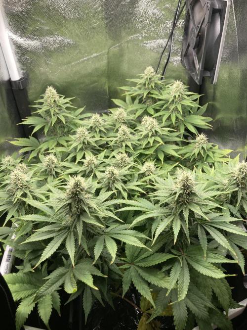 Seriously Old Skool Limited Edition. Week 11