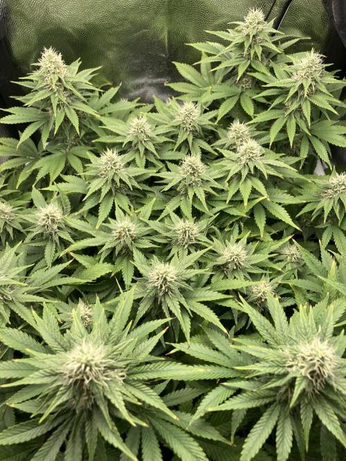 Seriously Old Skool Limited Edition. Week 11