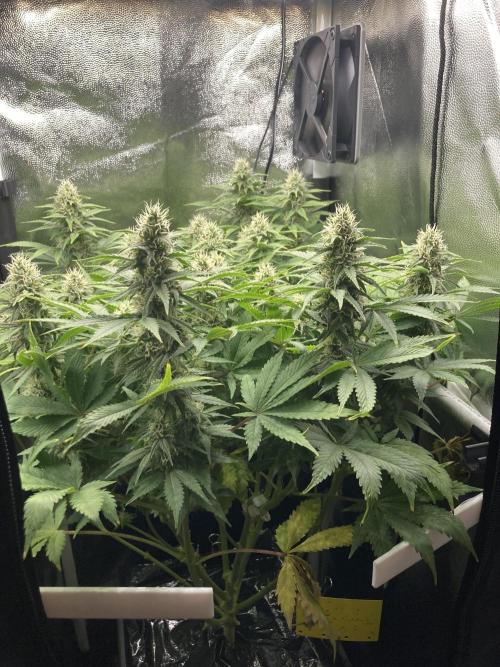 Seriously Old Skool Limited Edition. Week 11