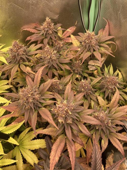 Tropicanna Poison F1 fast single plant. Week 14