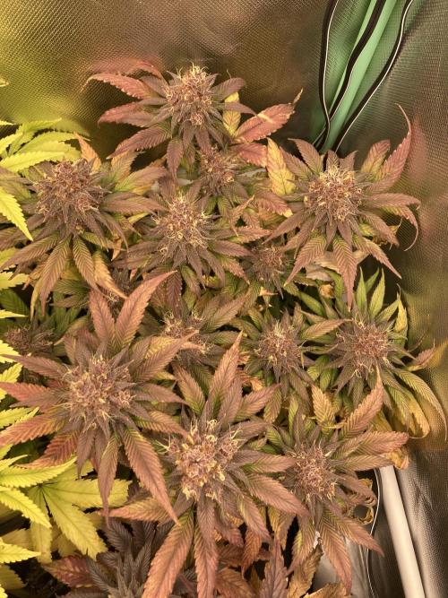 Tropicanna Poison F1 fast single plant. Week 14