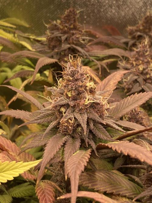 Tropicanna Poison F1 fast single plant. Week 14