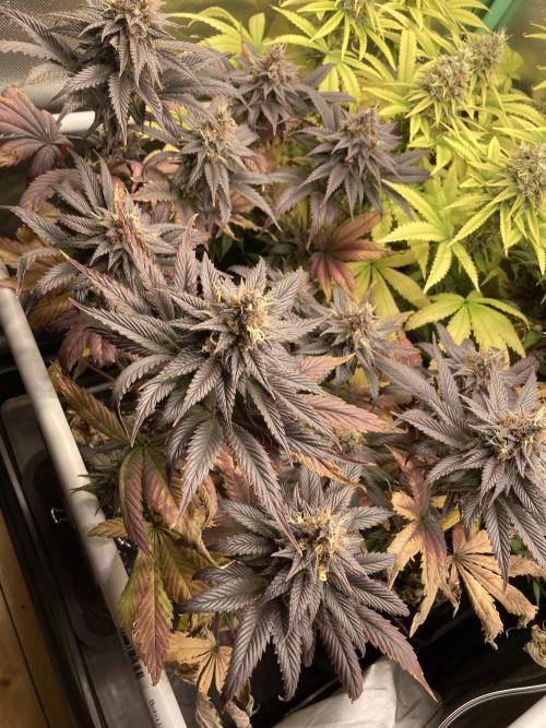 Black Muffin F1 fast single plant. Week 14