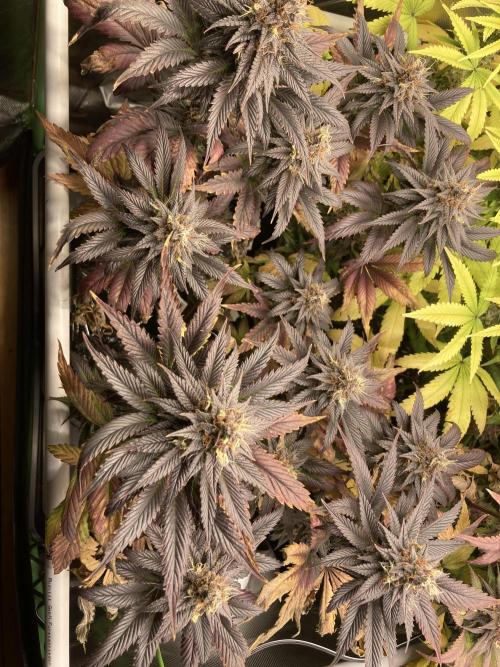 Black Muffin F1 fast single plant. Week 14