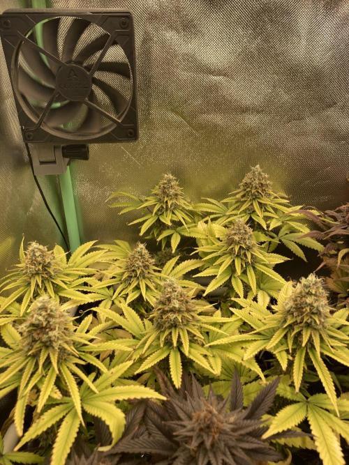 Original Oreoz single plant. Week 15