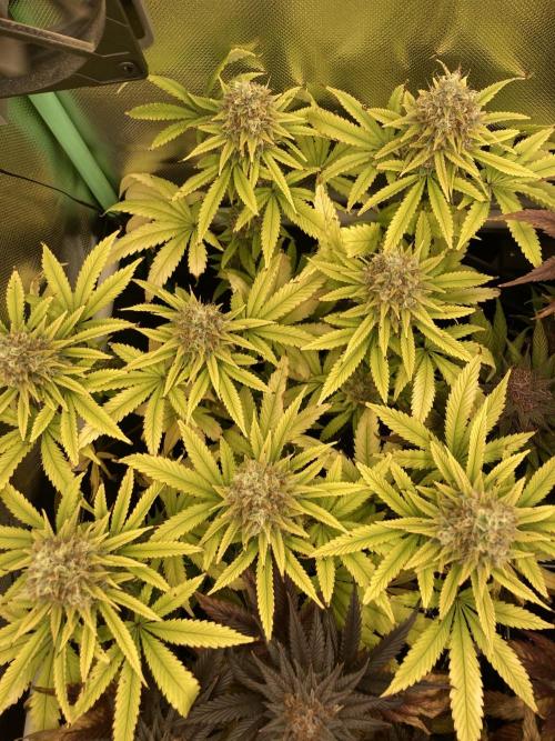 Original Oreoz single plant. Week 15