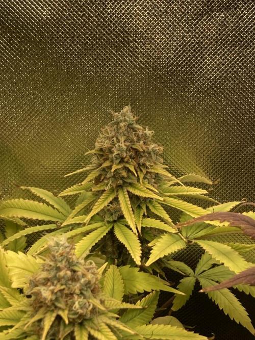 Original Oreoz single plant. Week 15