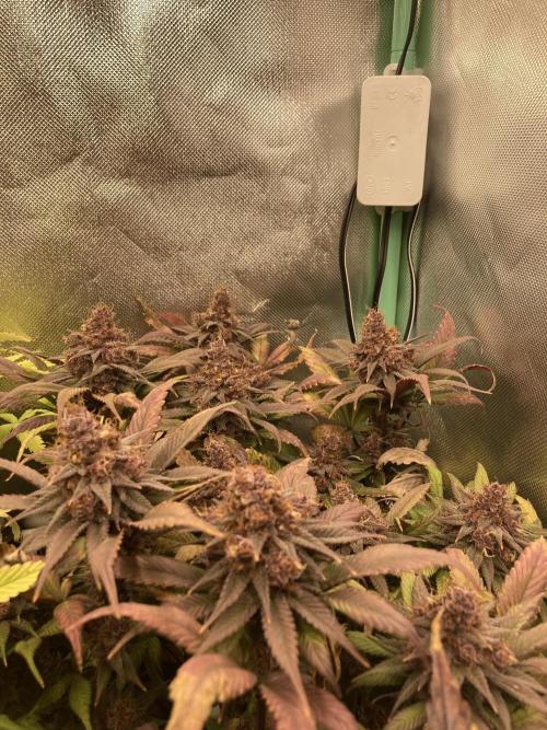 Tropicanna Poison F1 fast single plant. Week 15